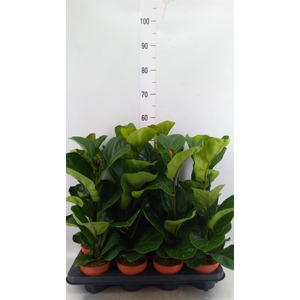 Ficus lyrata 'Bambino'