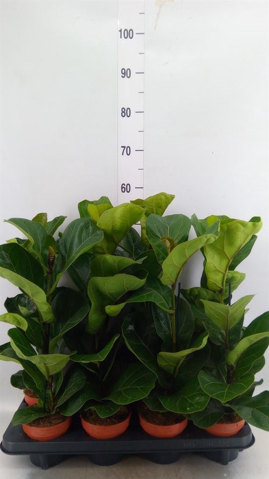 <h4>Ficus lyrata 'Bambino'</h4>