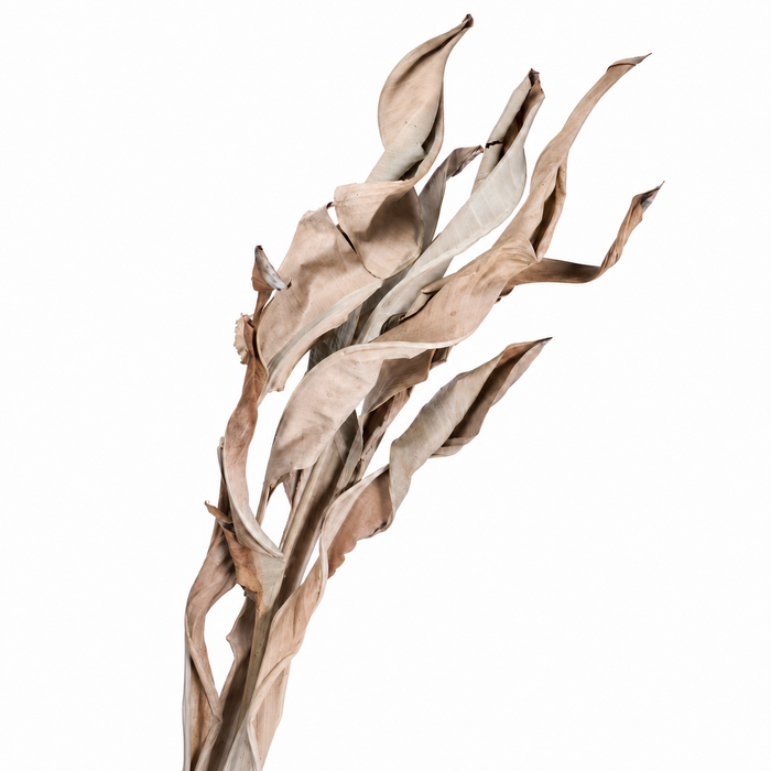 <h4>Dried Strelitzia Leaf</h4>