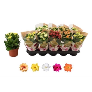 KALAN CALAN MIX ROSALINA P12
