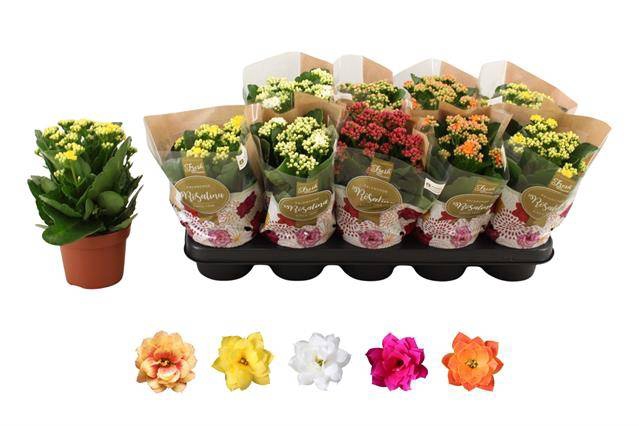 <h4>KALAN CALAN MIX ROSALINA P12</h4>