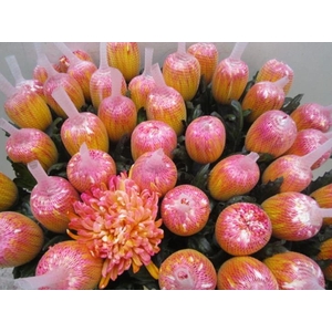 Chr G Antonov Funcake