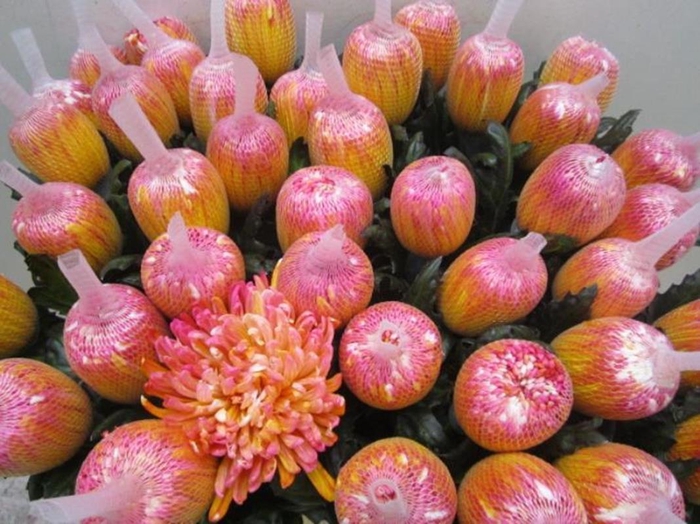 <h4>Chr G Antonov Funcake</h4>