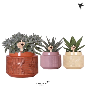 Kolibri Greens Succulenten mix in Maze pot mix