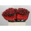 Hypericum True Romance