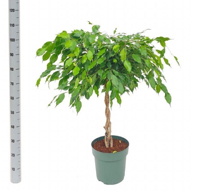 <h4>FIC BE EXOTICA</h4>