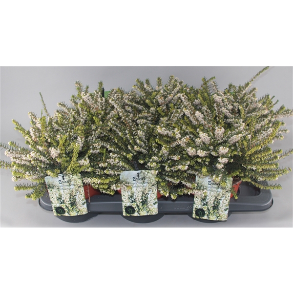 <h4>Erica Darleyensis 'White Perfection' C2 Tray</h4>