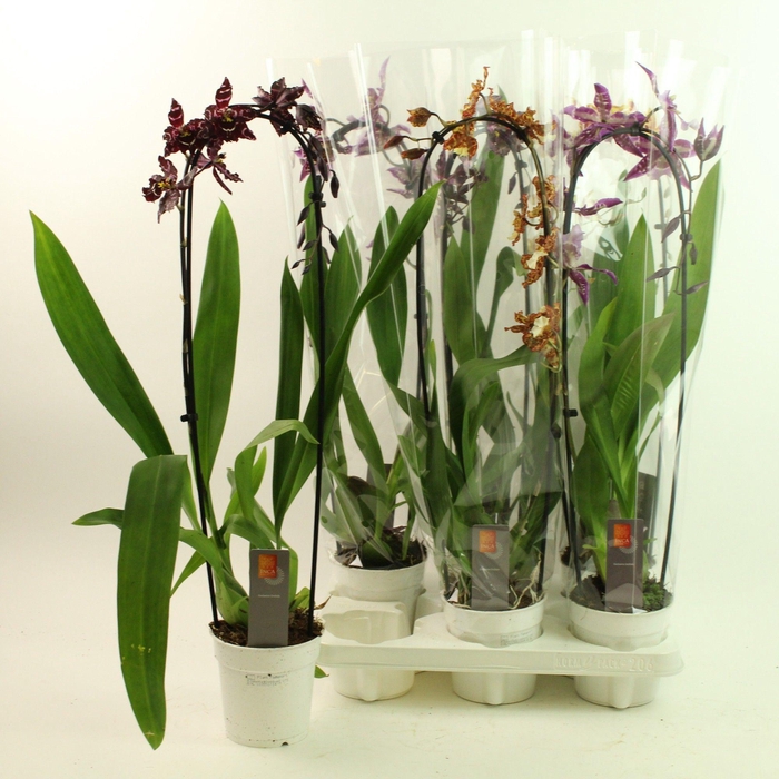 <h4>Inca Cambria mix Cascade</h4>