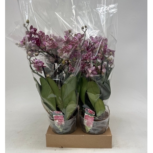 PHAL GEM