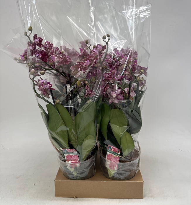 <h4>PHAL GEM</h4>