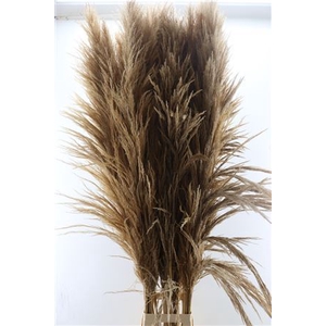 Dried Cortaderia Zaquara 160cm Semi Bleached P Ste