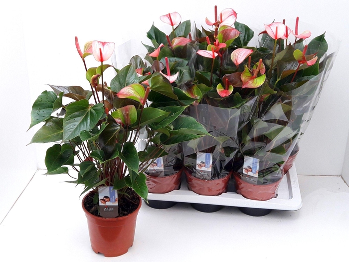 <h4>ANTHU PR AM HOT LIPS</h4>