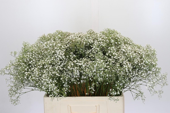 <h4>Gyps Zinzi Tyree</h4>