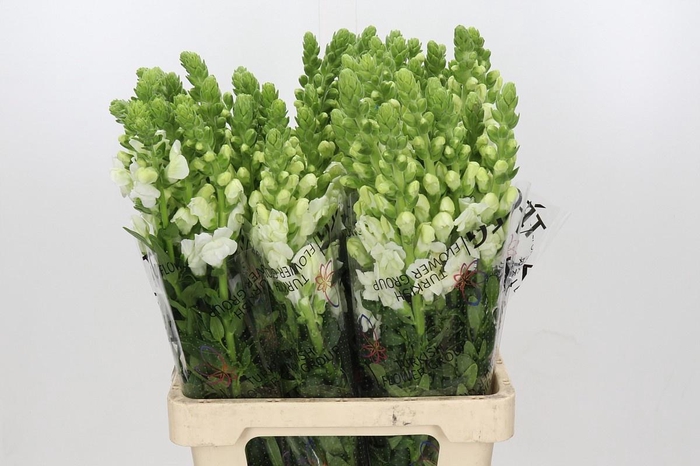 <h4>ANTIR POTO WHITE</h4>