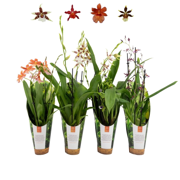 <h4>Inca Orchid mix 4+ spike 9cm luxury jungle cover</h4>