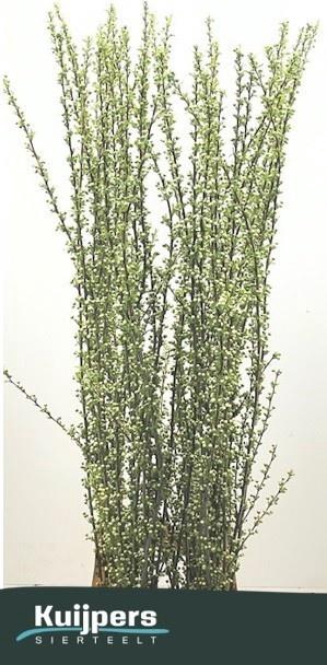 <h4>PRUNUS GLAND WIT ST</h4>