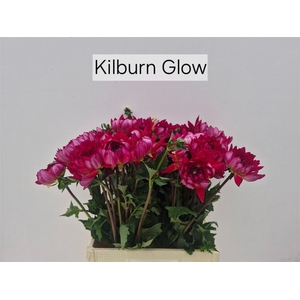 Dahlia Kilburn Glow