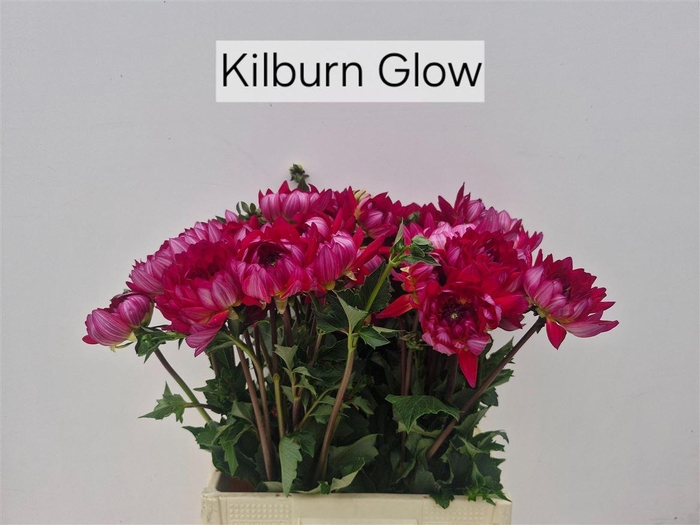<h4>Dahlia Kilburn Glow</h4>