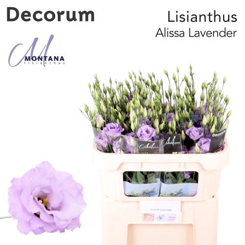 <h4>Lisianthus Alissa lavender 70cm</h4>