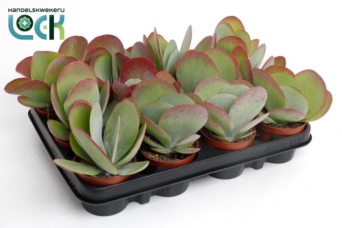 <h4>Kalanchoë Thyrsiflora ( Red Lips)</h4>