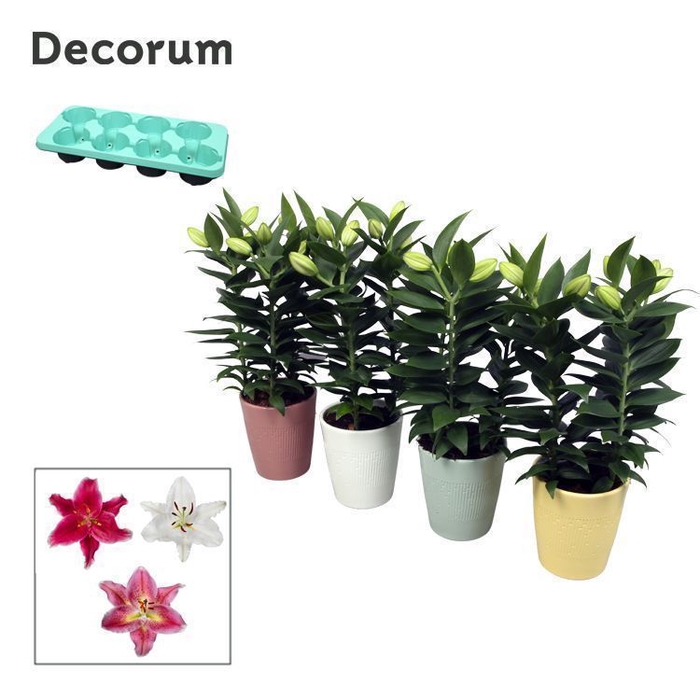 <h4>Lilium Oriental 3pp keramiek LINO</h4>