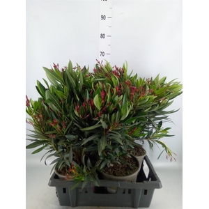 Nerium oleander ...