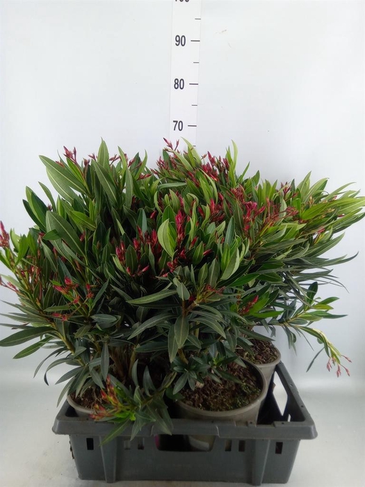 <h4>Nerium oleander   ...</h4>