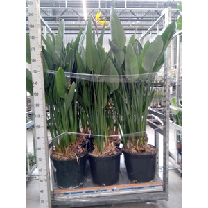 Strelitzia reg.