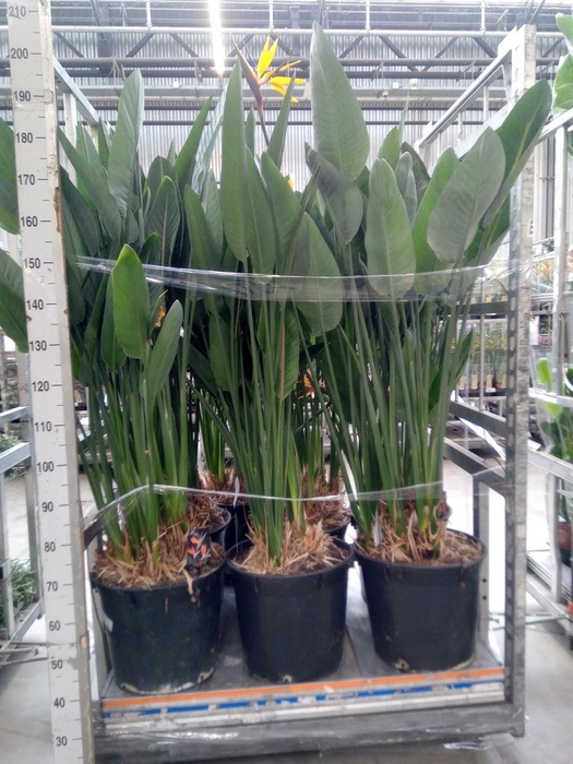 <h4>Strelitzia reg.</h4>