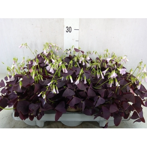 Oxalis trian. 'Mijke'