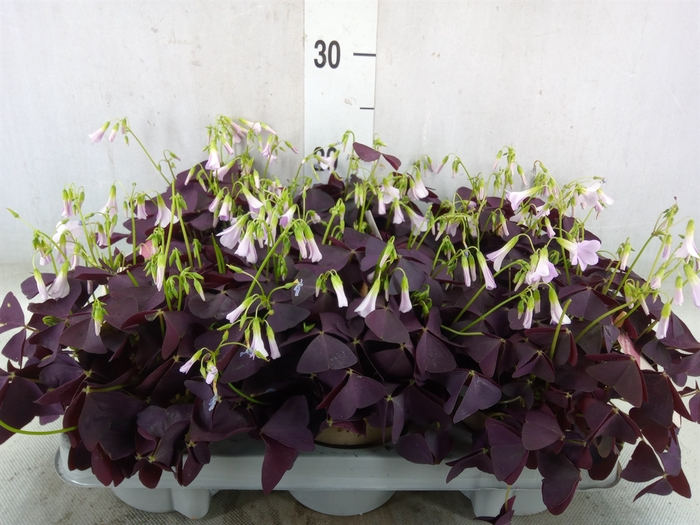 <h4>Oxalis trian. 'Mijke'</h4>