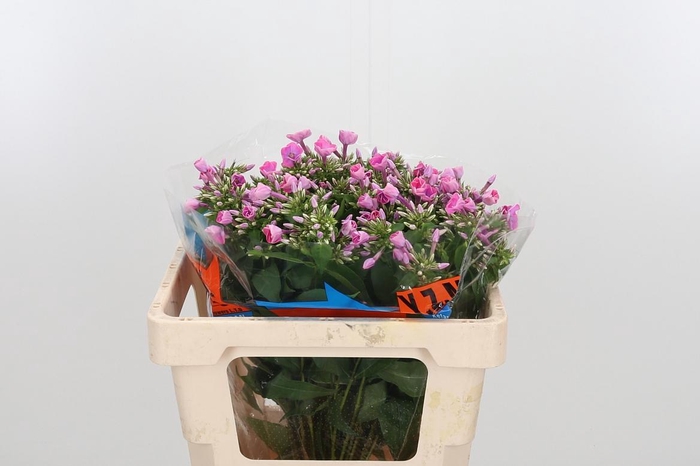 <h4>Phlox P Senora</h4>