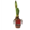 AMARYLLIS P14 VERMELHO MIN 2 HT