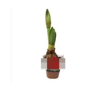 AMARYLLIS P14 VERMELHO MIN 2 HT
