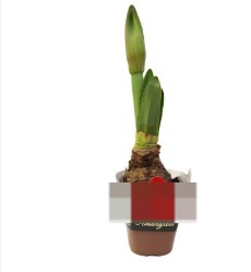 AMARYLLIS P14 VERMELHO MIN 2 HT