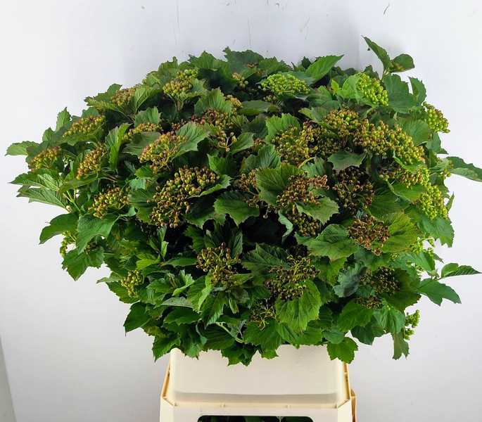 Viburnum Satisfaction Reijnen