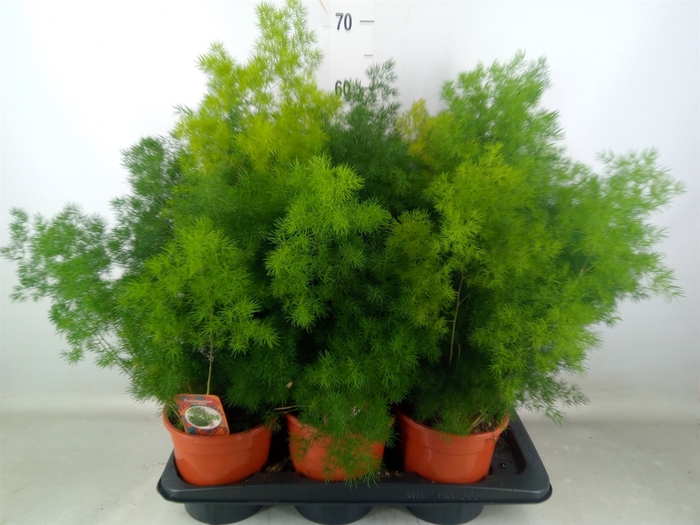 <h4>Asparagus umbellatus</h4>