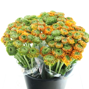 Ran Ponpon Merlino Orange Extra