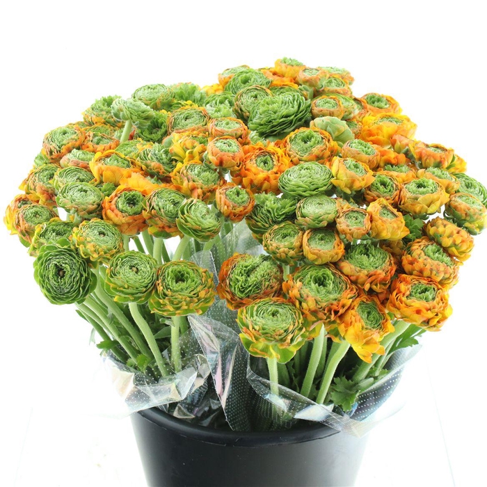 <h4>Ran Ponpon Merlino Orange Extra</h4>