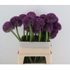 ALLIUM GIGANTHEUM