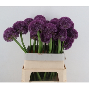 ALLIUM GIGANTHEUM