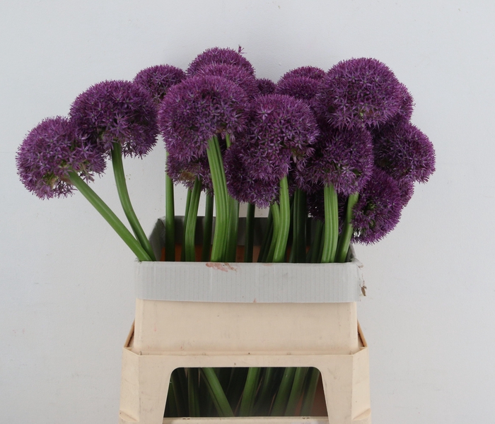 ALLIUM GIGANTHEUM