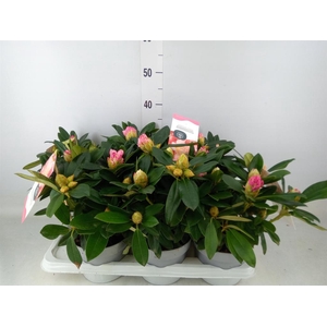 Rhododendron   ...