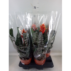 Aechmea   ...