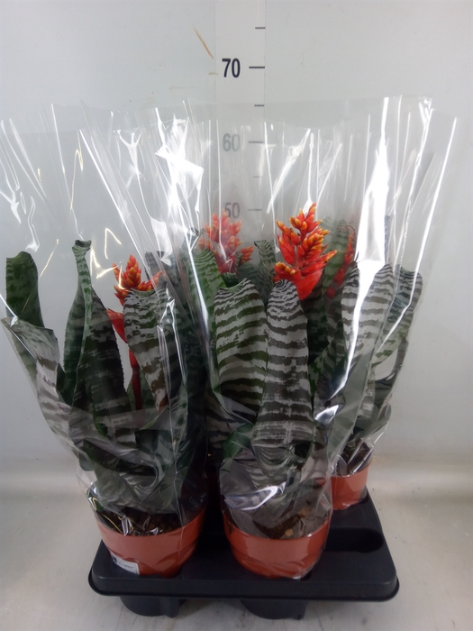 <h4>Aechmea   ...</h4>