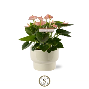 Athene Keramiek Taupe - Spirit