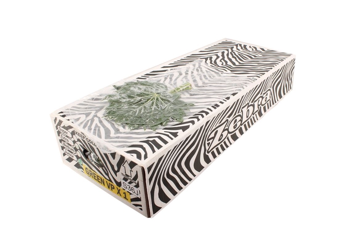 <h4>Aralia Small V P X 5</h4>