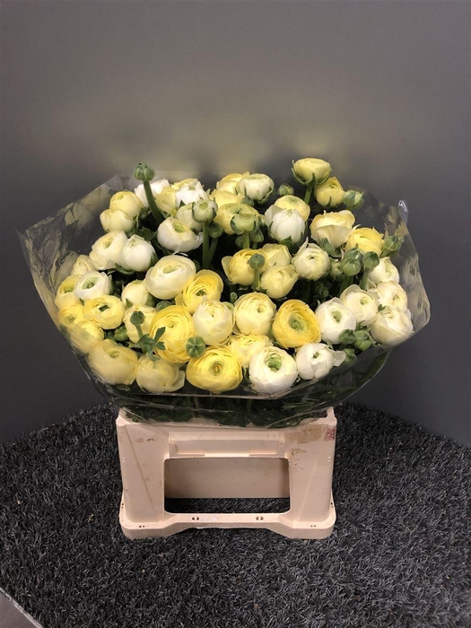 <h4>Ran Eleg Creme Sup</h4>