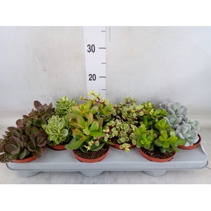 Succulents   ...