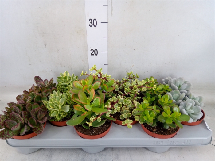 <h4>Succulents   ...</h4>